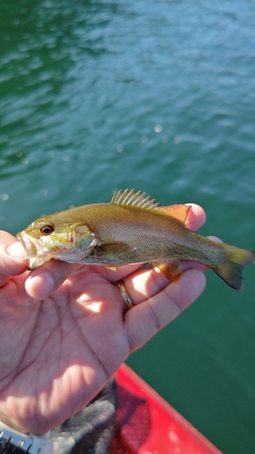 スモールマウスバスの釣果