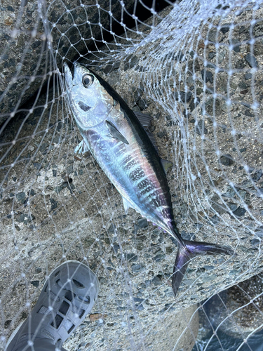 ヨコワの釣果