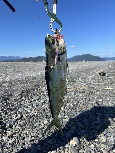 シイラの釣果