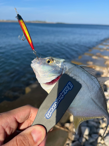 メッキの釣果