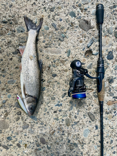 ウグイの釣果