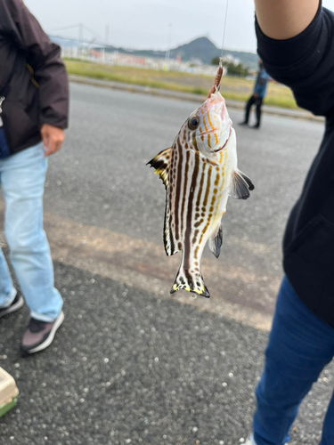 コショウダイの釣果