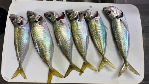 アジの釣果