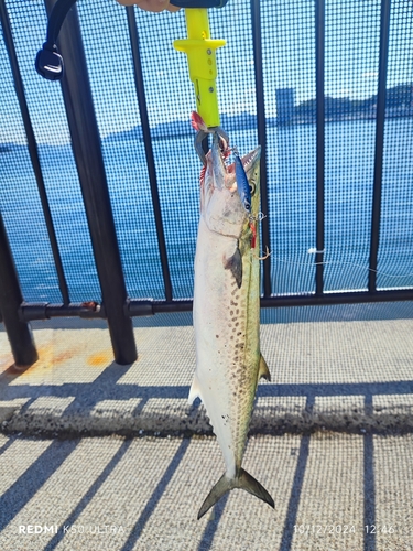 サゴシの釣果