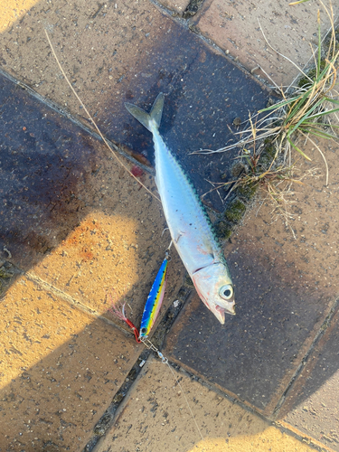 マサバの釣果