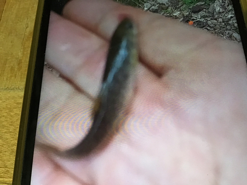 タカハヤの釣果