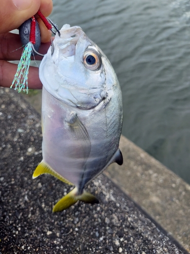 メッキの釣果