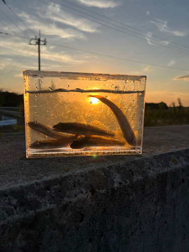 マハゼの釣果