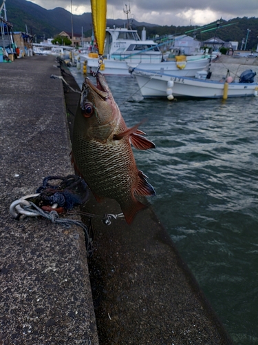 メッキの釣果