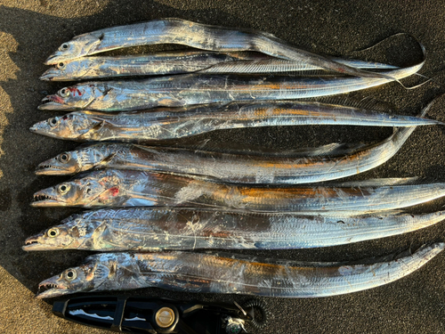 タチウオの釣果