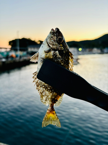 アイゴの釣果