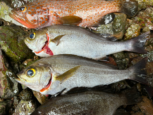 イサキの釣果