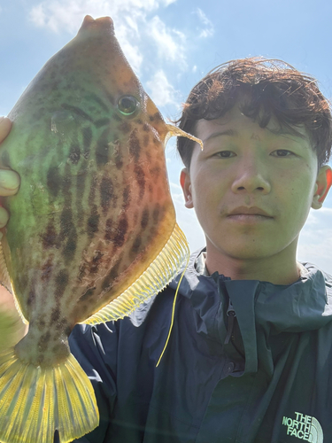 カワハギの釣果