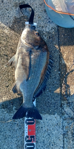 クロダイの釣果