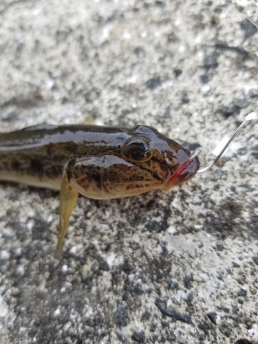 マハゼの釣果