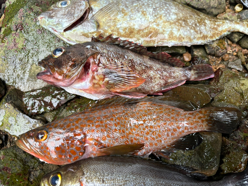 アコウの釣果