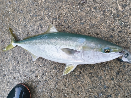 イナダの釣果