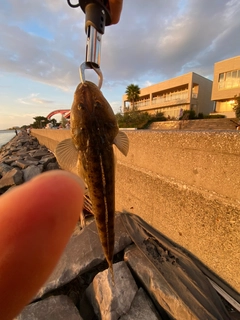 マゴチの釣果