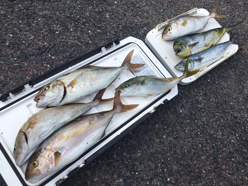 カンパチの釣果