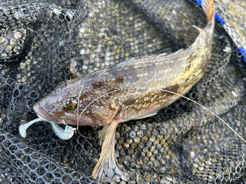 アイナメの釣果