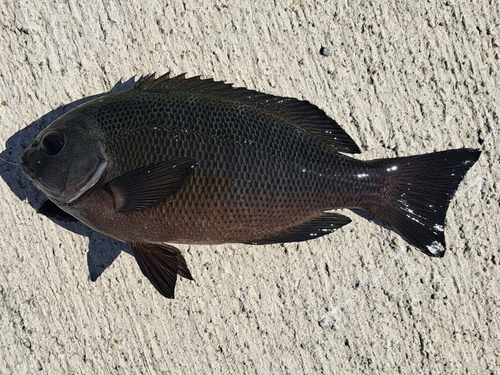 グレの釣果