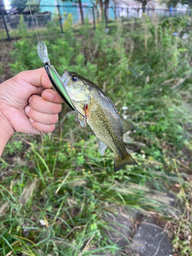 ラージマウスバスの釣果