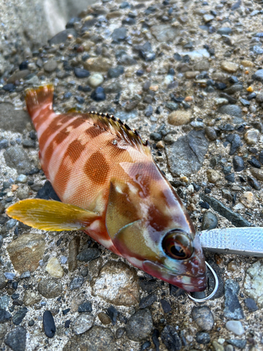 アカハタの釣果