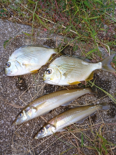 キスの釣果