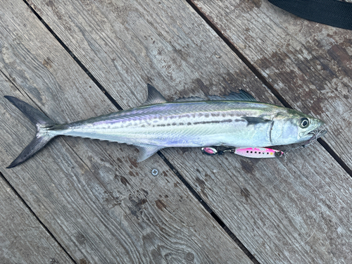 サゴシの釣果