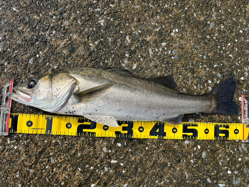 スズキの釣果