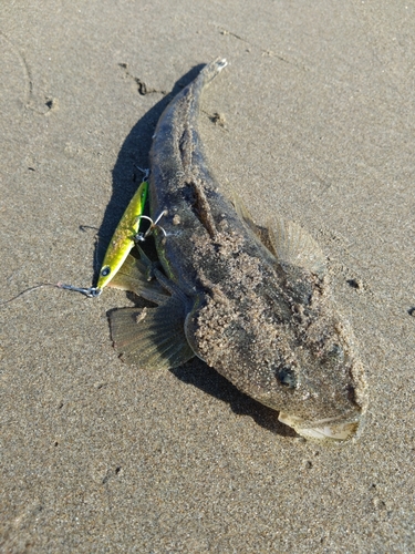 マゴチの釣果