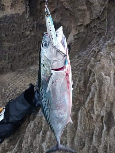 ソウダガツオの釣果