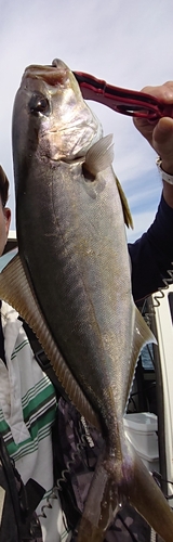 ショゴの釣果