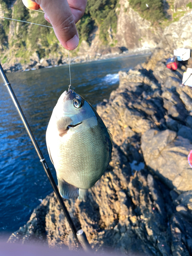 メジナの釣果