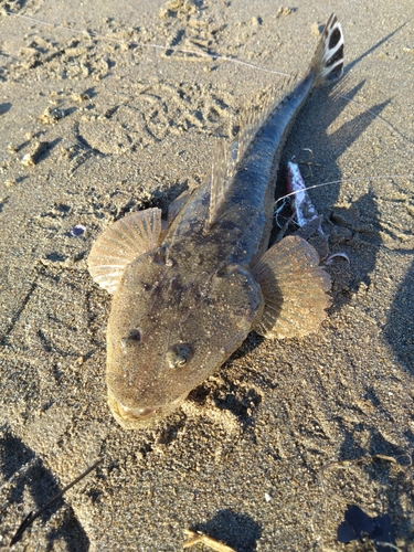 マゴチの釣果