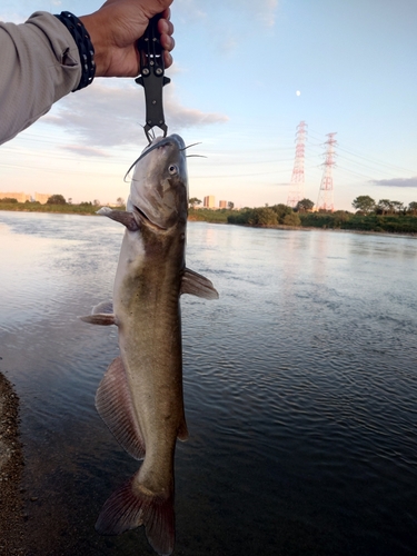 アメリカナマズの釣果