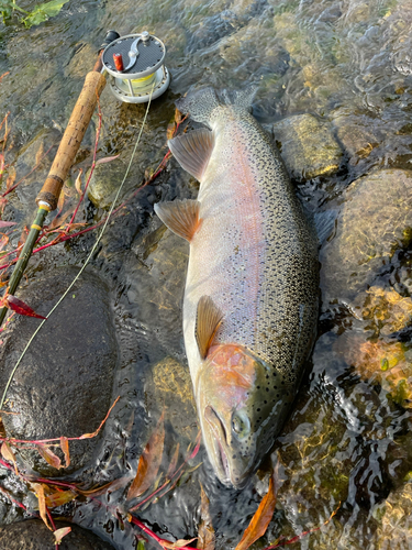 ニジマスの釣果