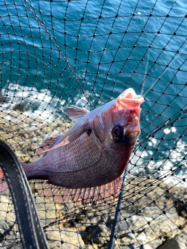 マダイの釣果