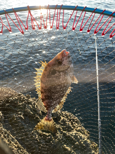 アイゴの釣果