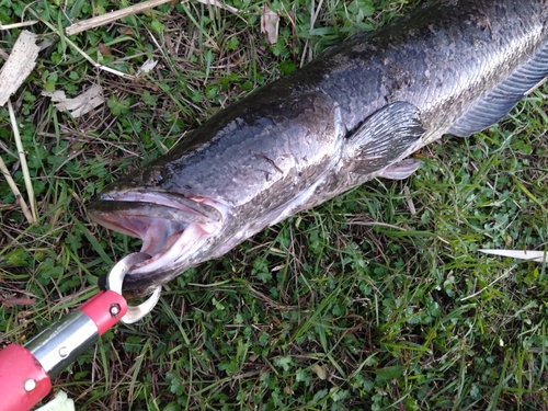 ライギョの釣果