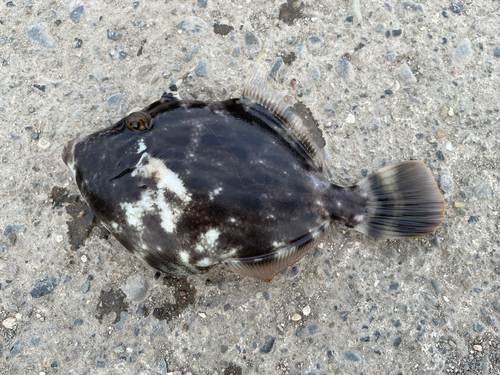 カワハギの釣果