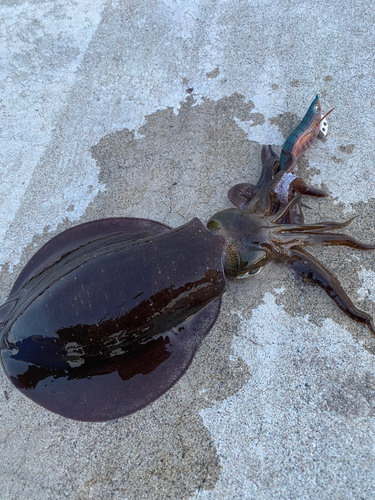 アオリイカの釣果