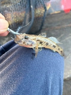 ハゼの釣果