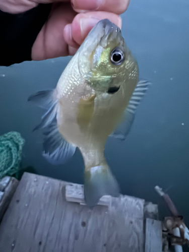 ブルーギルの釣果