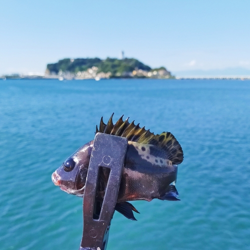 コショウダイの釣果