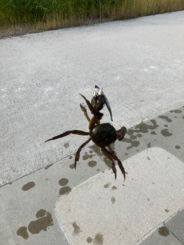 モクズガニの釣果