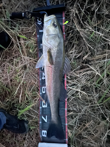 スズキの釣果