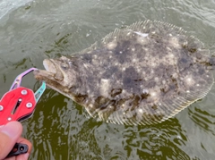 ソゲの釣果