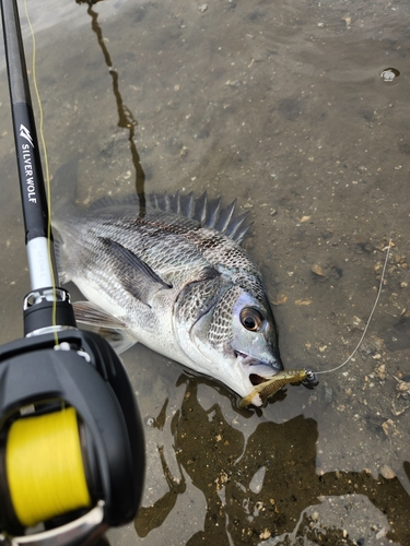 チヌの釣果