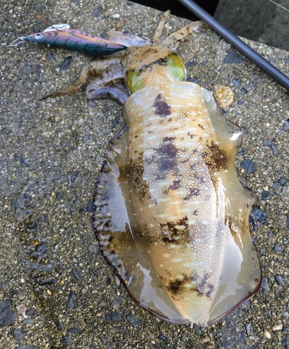 アオリイカの釣果